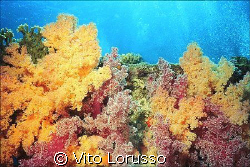 Corals - Dendronephthya Sp. by Vito Lorusso 